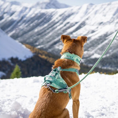 Weekend Warrior Harness - Hurtta