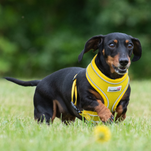 Doodlebone Air Mesh Harness